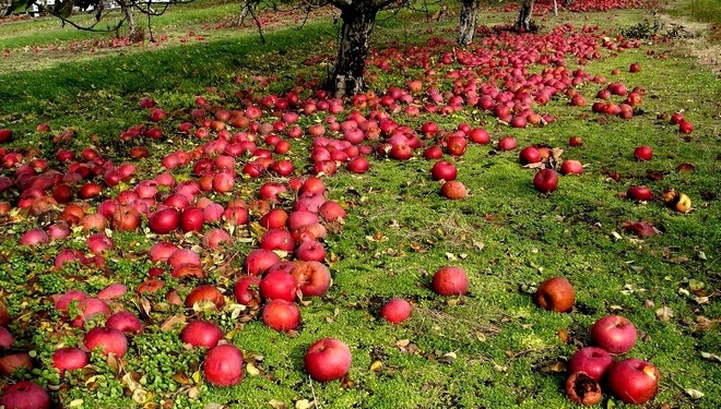 яблоки как удобрение для почвы в теплице